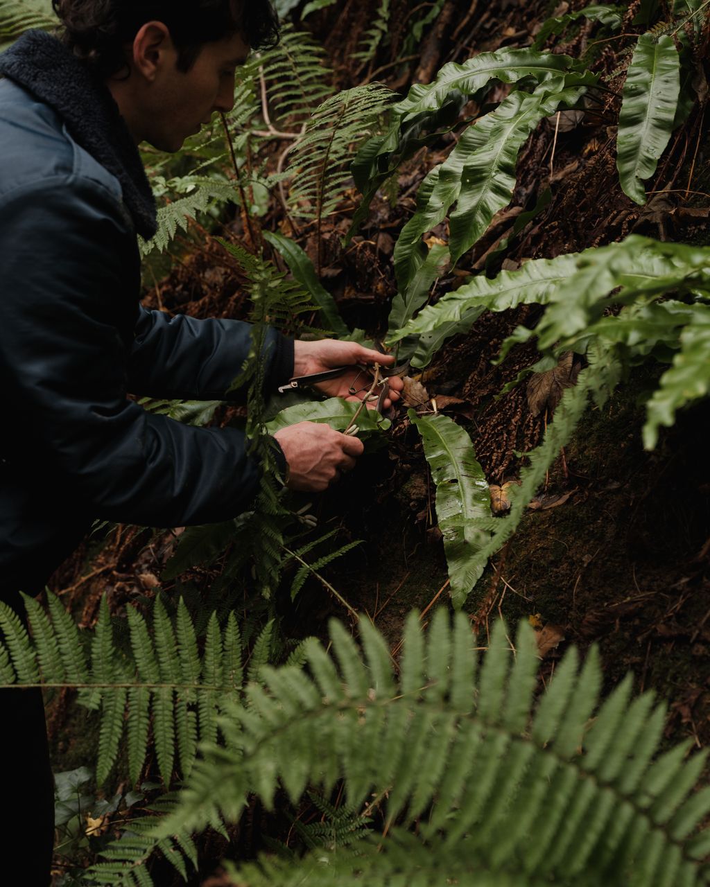 Image may contain Fern Plant Adult Person Vegetation and Leaf