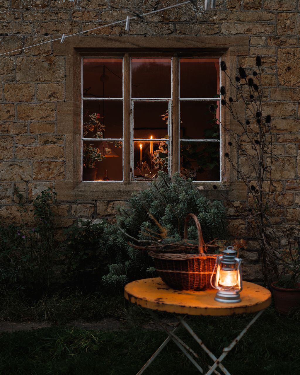 Image may contain Plant