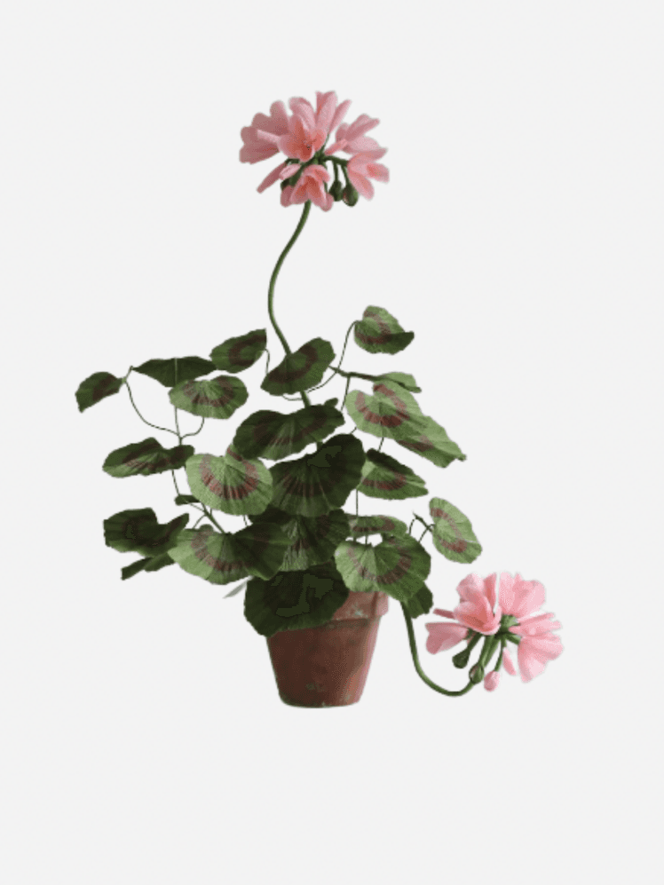 Image may contain Flower Geranium Plant Flower Arrangement and Leaf