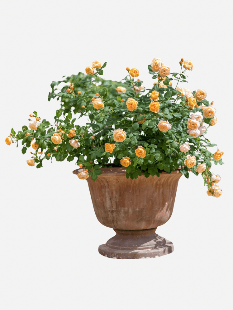 All we want for Christmas House  Garden's gift guide